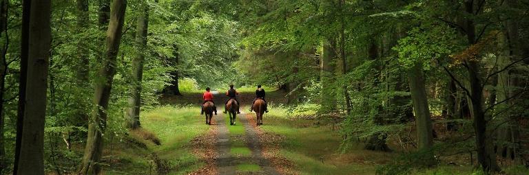 3 personer på hesteryg gennem skoven