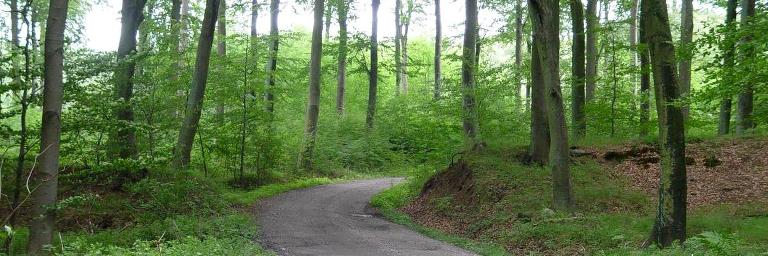 Road winds through forest area at Hejrede Vold