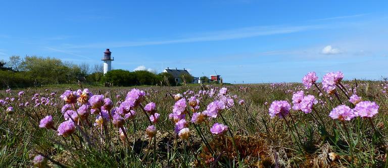 In the foreground blossoms pink angel grass and in the background the white lighthouse, the large white Lodshus and the red Kystudkig