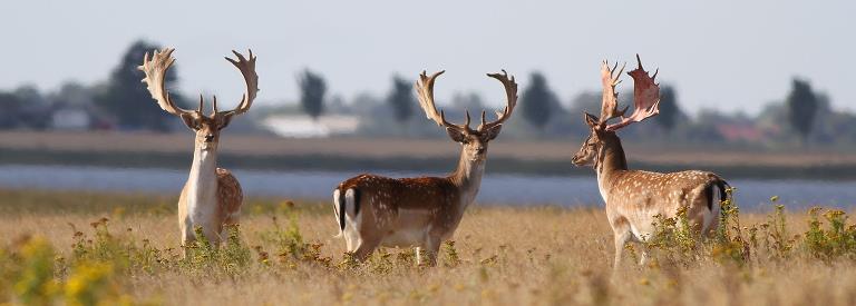 Three large fallow deer with beautiful antlers stand in the middle of Enehøjes nature with the sea and Langø in the background